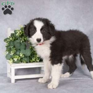 Buddy, Border Collie Puppy